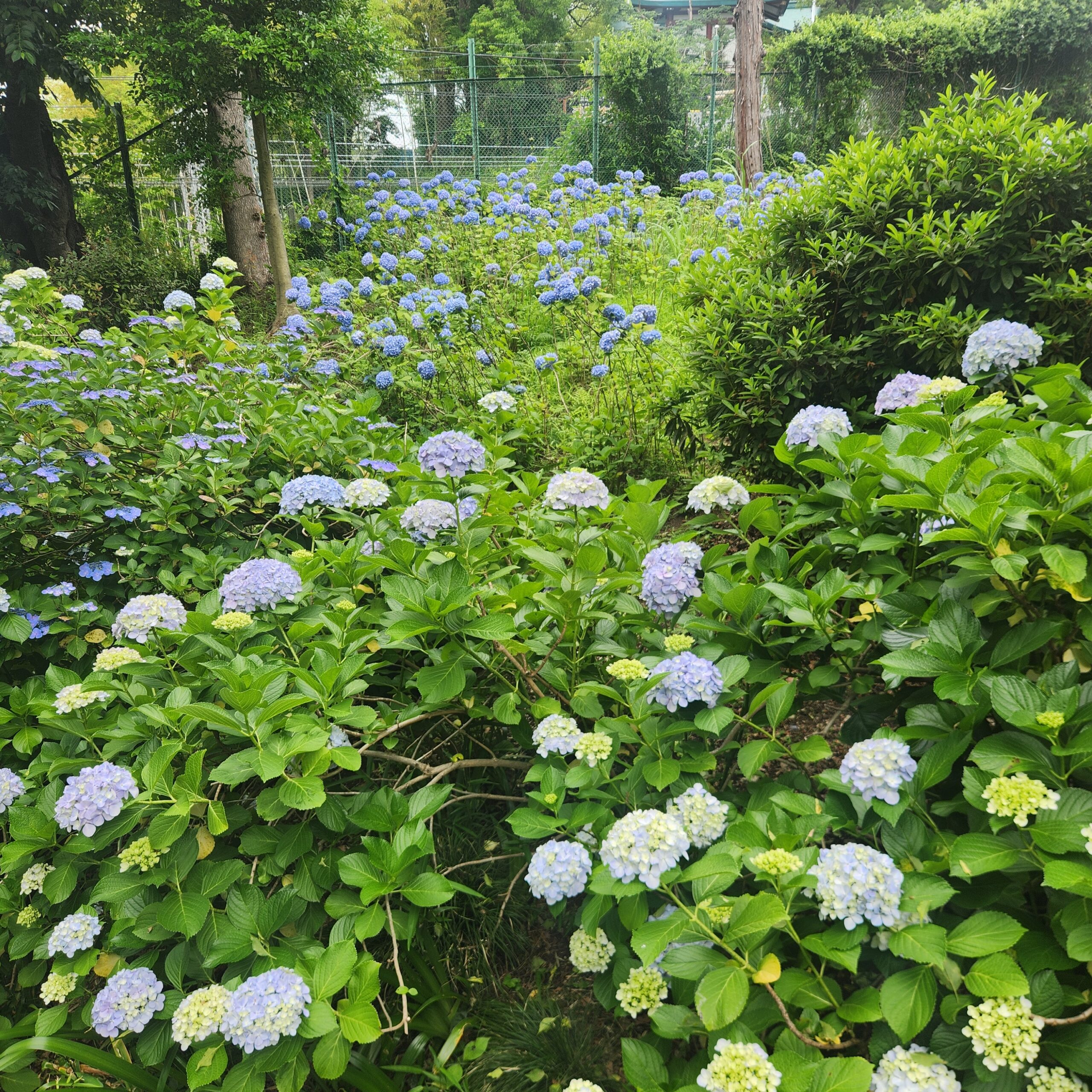 淡い青色のアジサイが広がる多摩川台公園