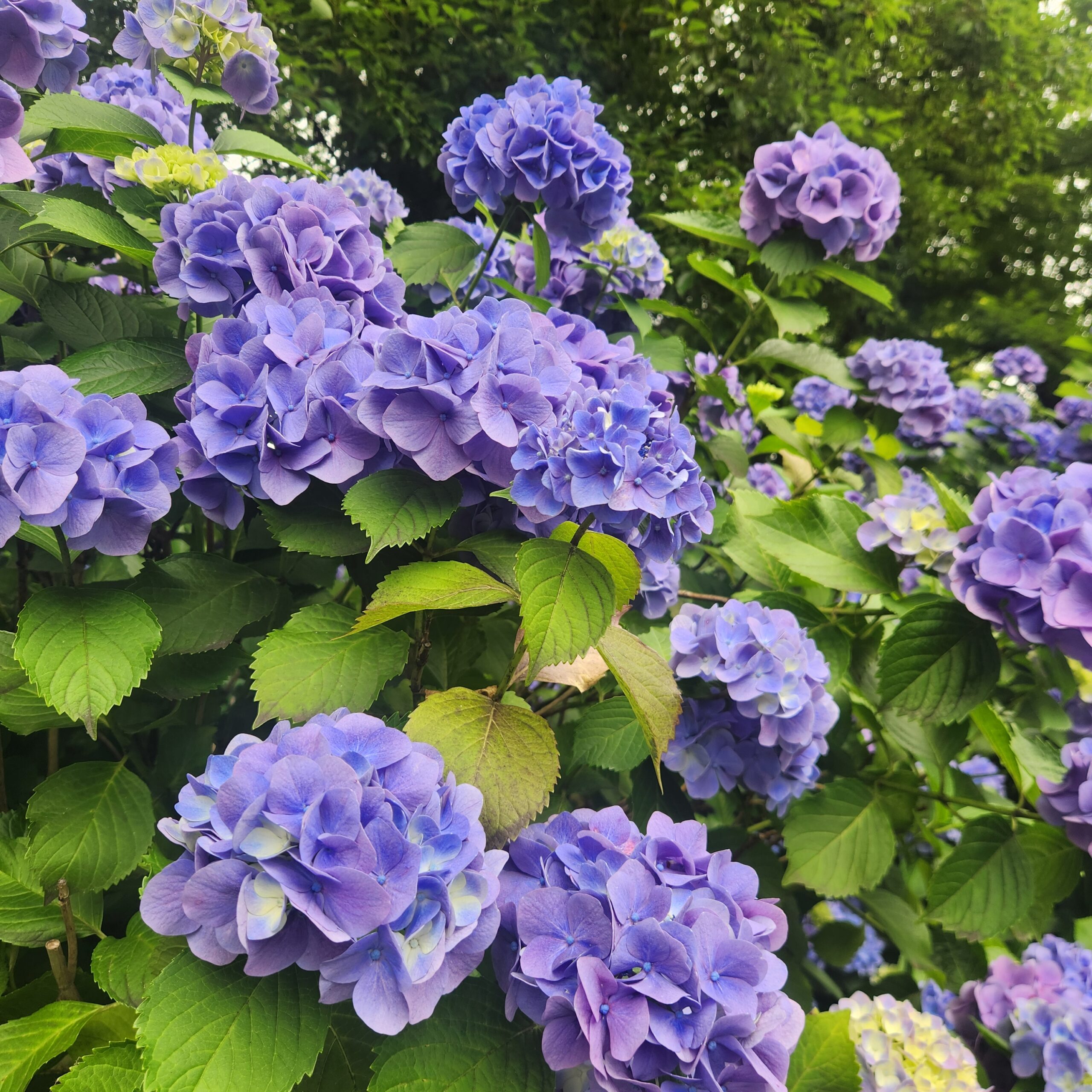 紫のアジサイのクローズアップ