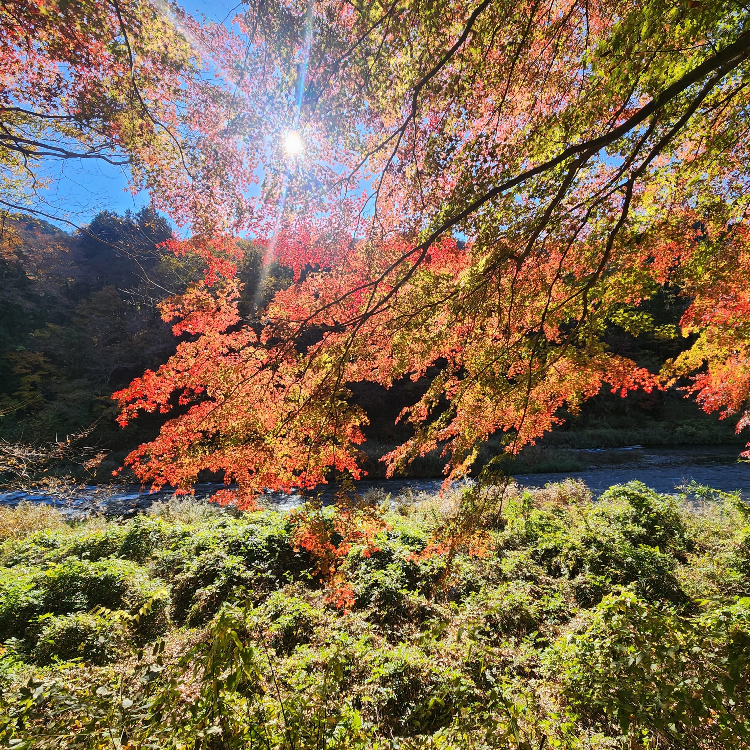 太陽に透ける紅葉