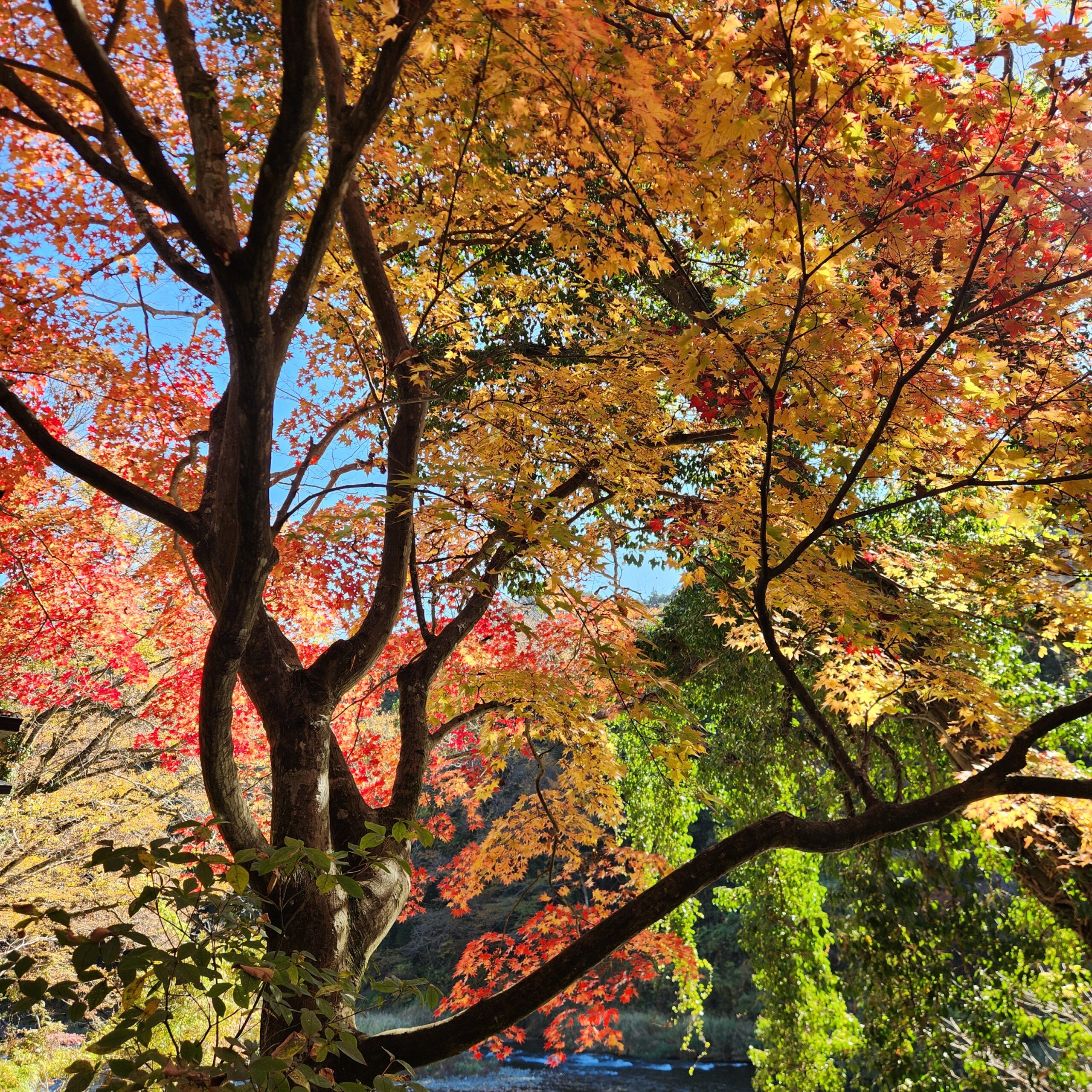 青空に映える紅葉
